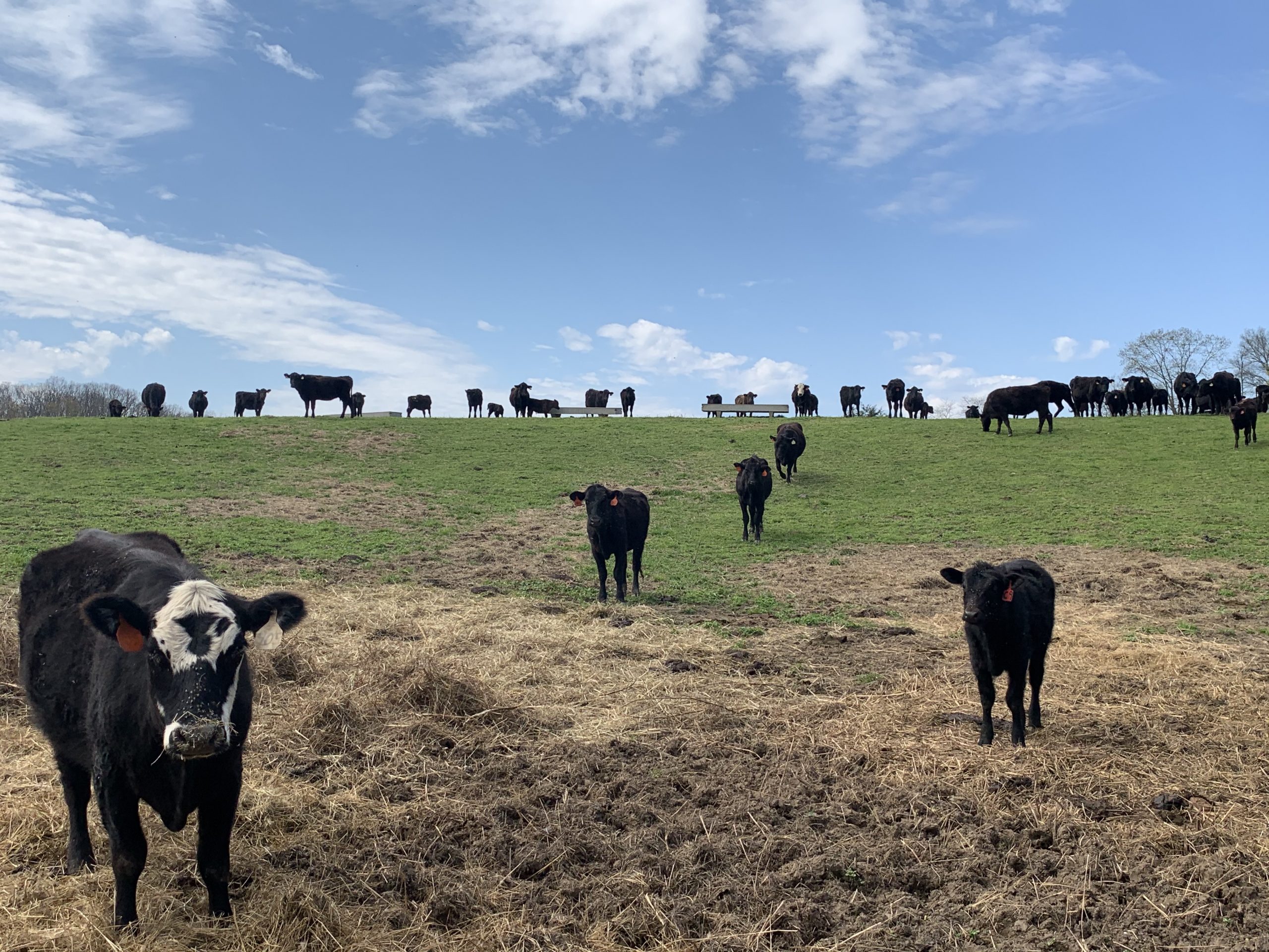 Cows in Hay