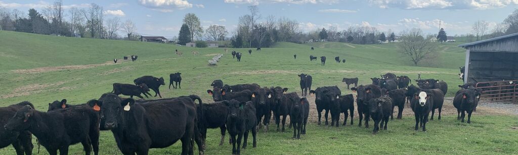 Cattle on Fugate Farms